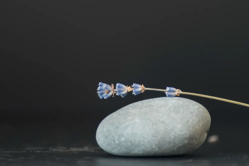 Mała łodyga lawendy spoczywa na gładkim szarym kamieniu na jednolitym ciemnym tle, przywołując spokój i równowagę często poszukiwaną przez psychoterapię Szczecin.